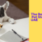 The Best Online Pet Stores in the UAE